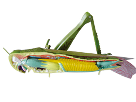 SD-089 33101x(chng)ģ